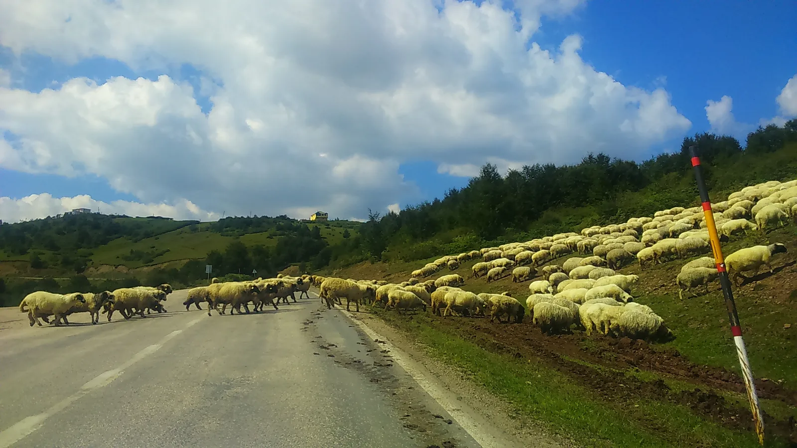 Perşembe Yaylasında Önümüzü Kestiler